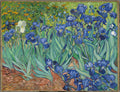 Irises by Vincent van Gogh, 1889