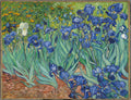 Irises fine art print