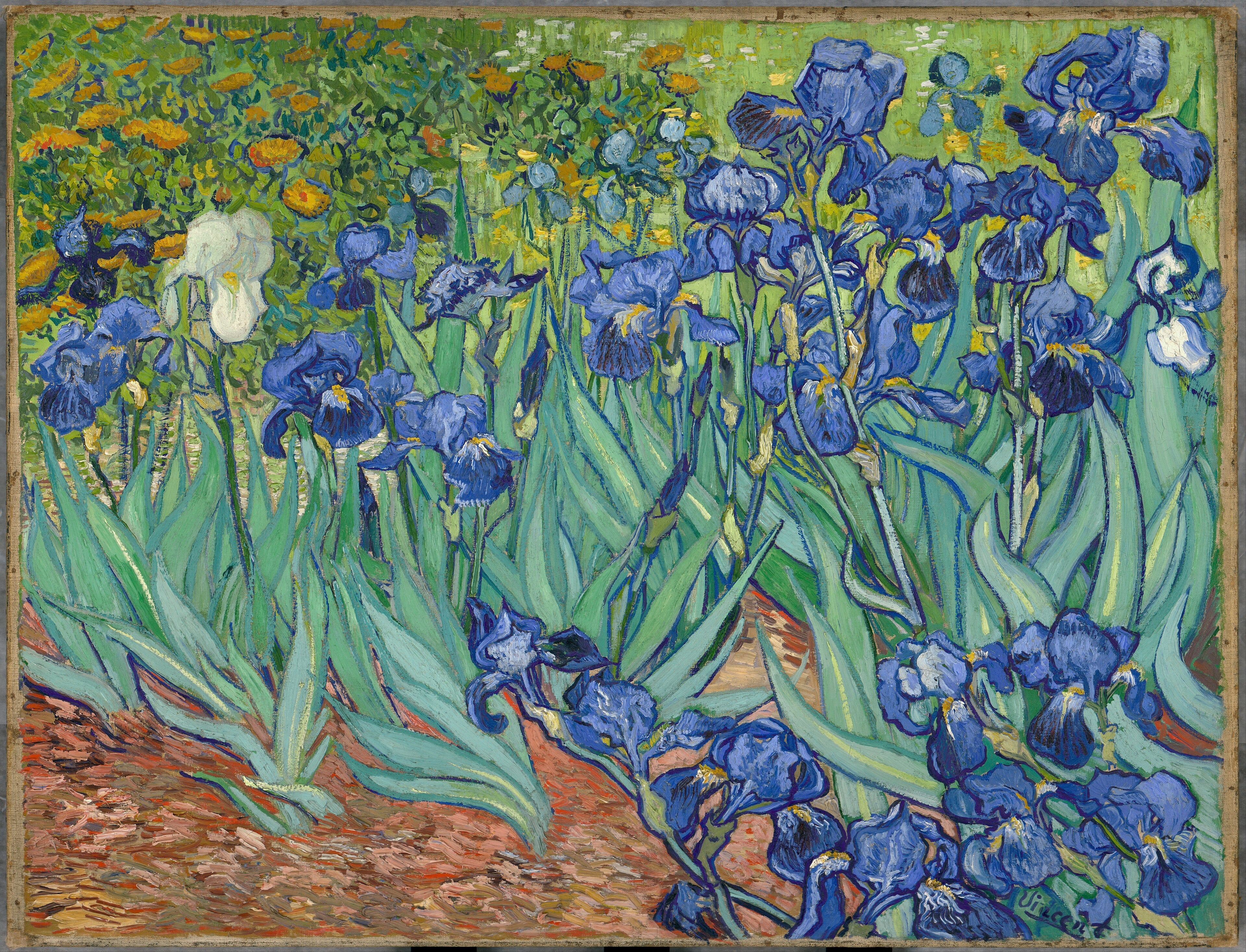 Irises fine art print