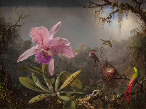 Cattleya Orchid and Three Hummingbirds by Martin Johnson Heade — canvas print artwork