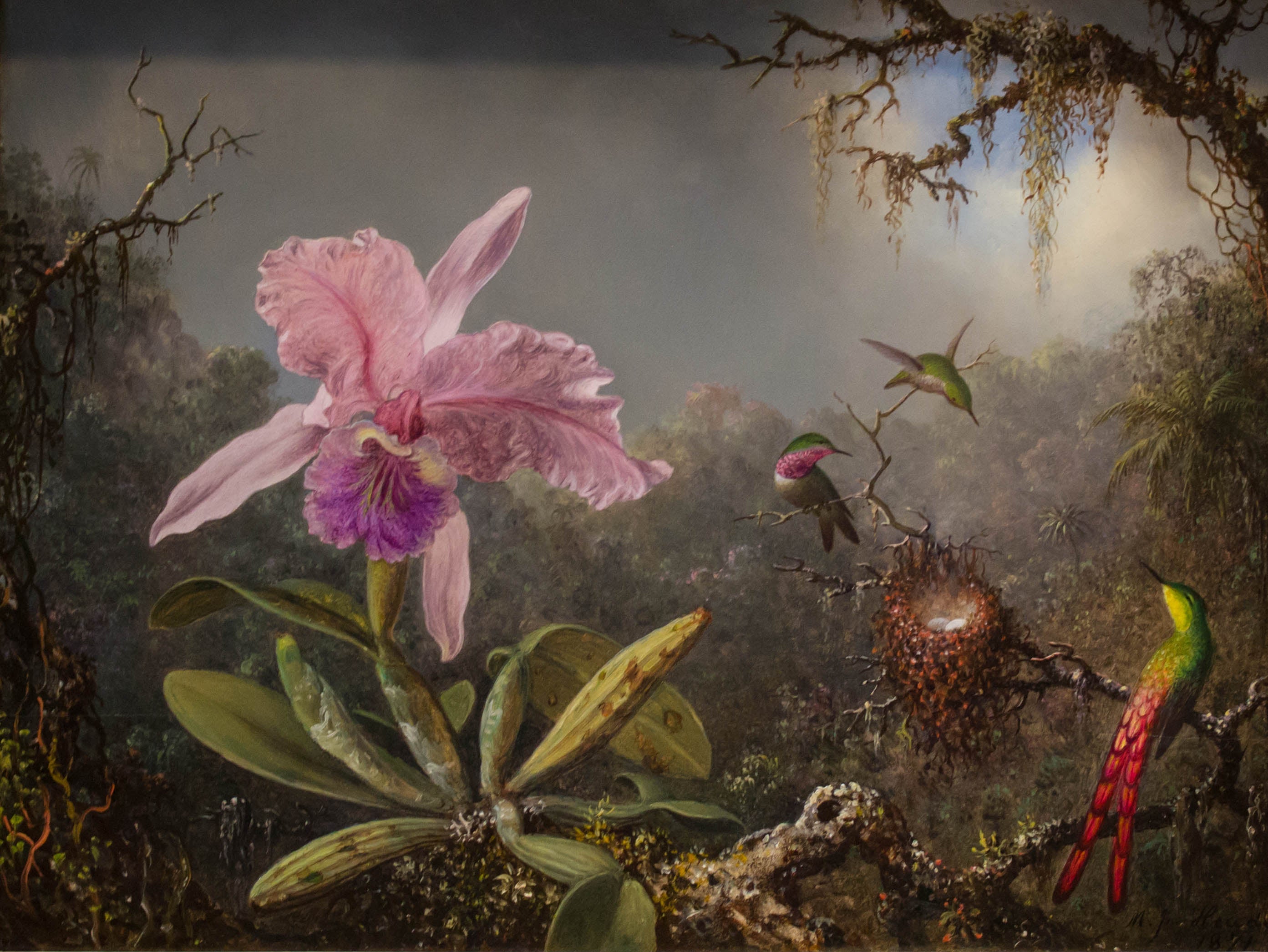 Cattleya Orchid and Three Hummingbirds fine art print