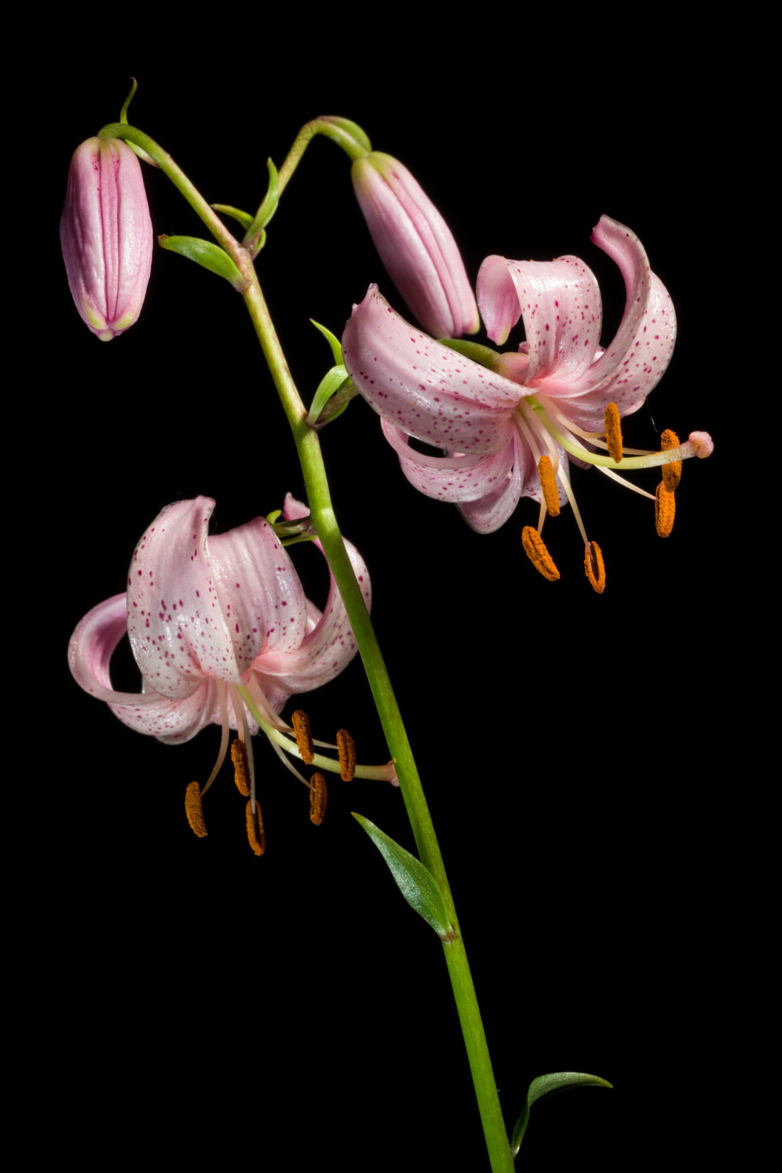 Pink Martagon Lily — TYGA Studio at 24 by 36 inches, shown to scale