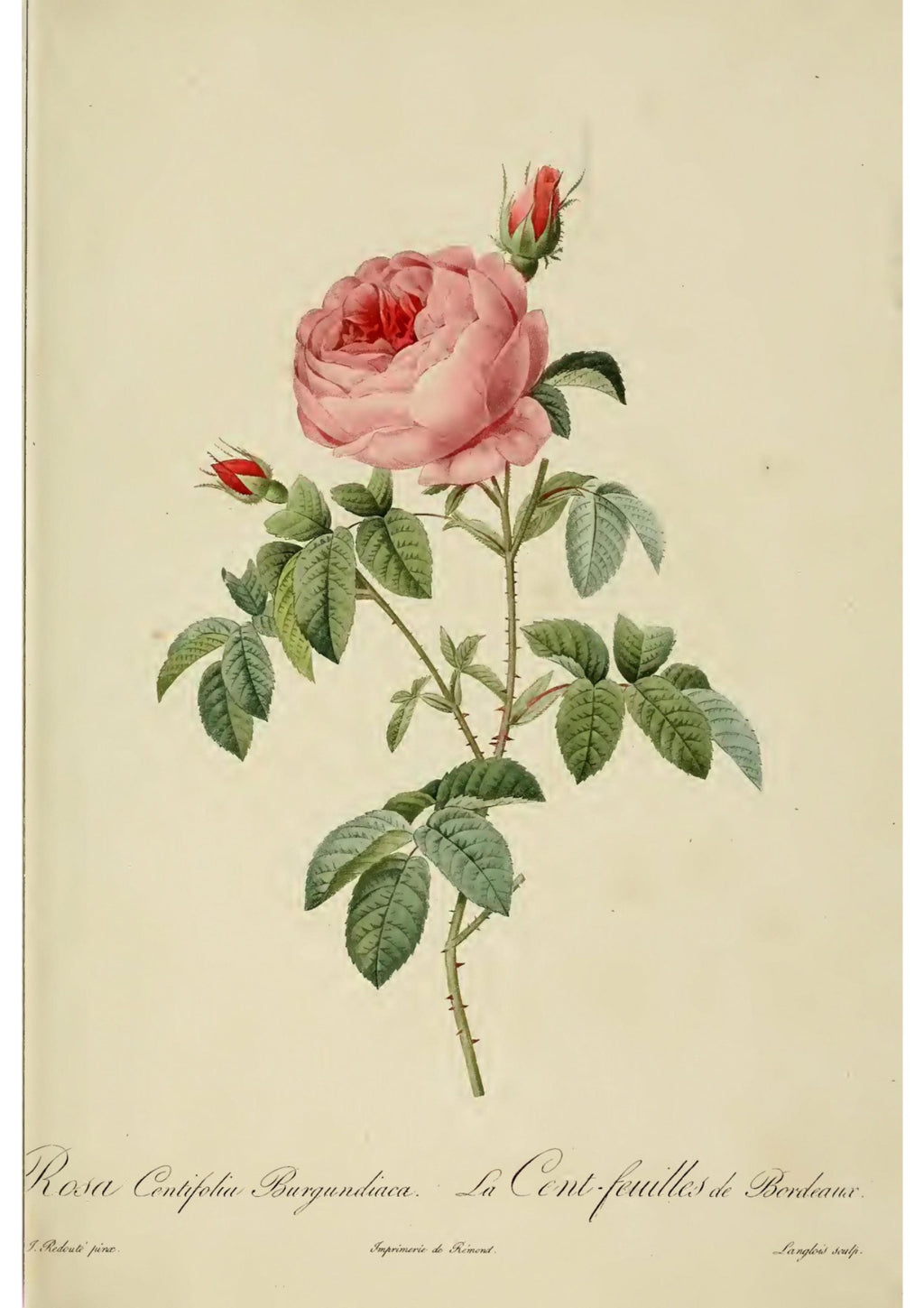 Rosa Centifolia by Pierre-Joseph Redouté — botanical artwork