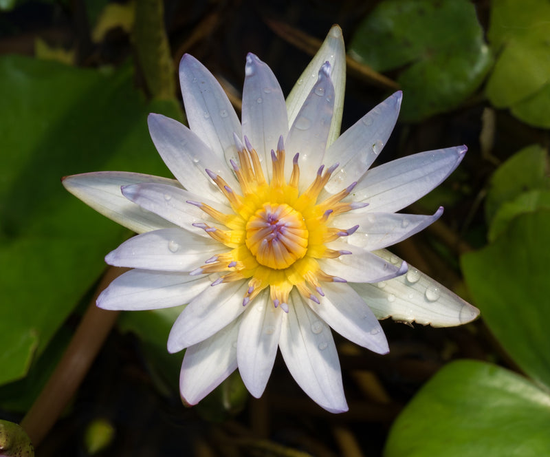 White Water Lily — TYGA Studio at 16 by 20 inches, shown to scale